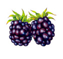 blackberry illustration